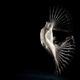 Illustration for article titled Chronophotography: The Photos That Revealed The Secrets Of Motion